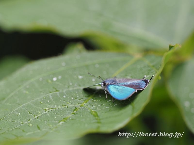 ジョウザンミドリシジミ03