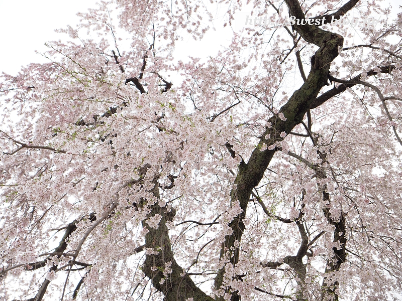 祖霊桜18