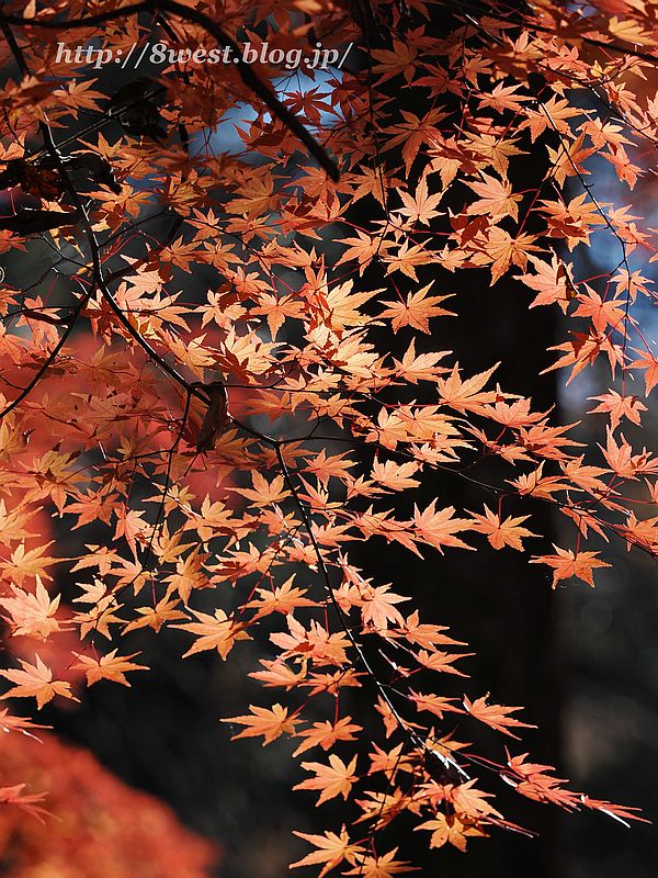 モミジ2