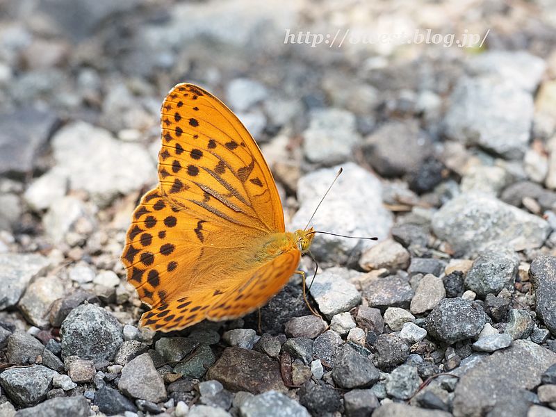 メスグロヒョウモン3