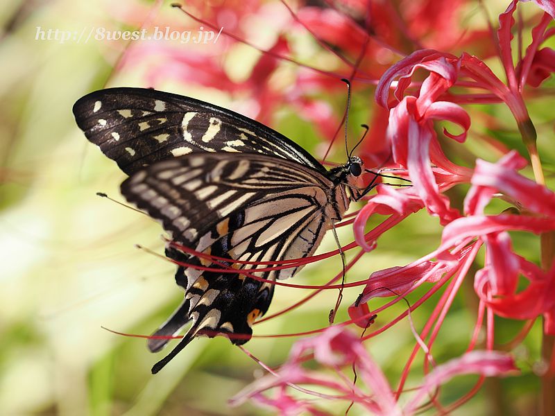 アゲハ14