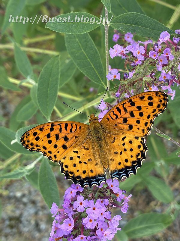 ツマグロヒョウモン4