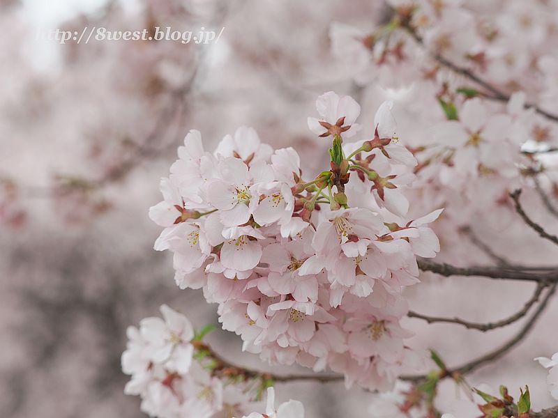 高遠小彼岸桜45