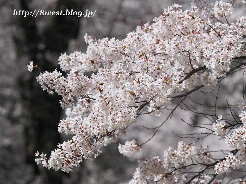 桜23