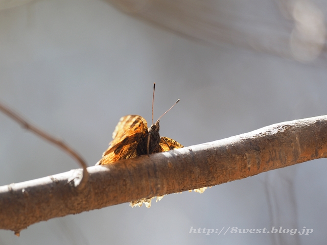 ヒオドシチョウ02