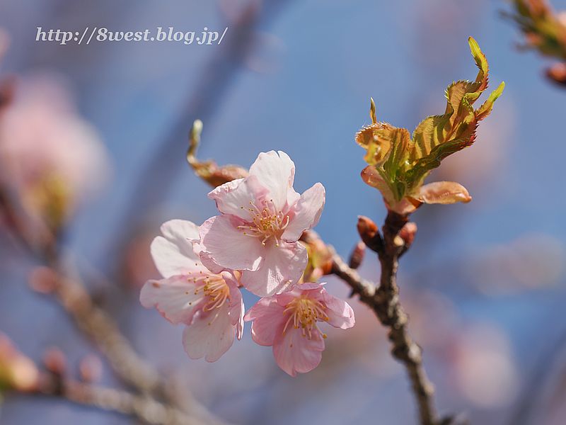 河津桜2