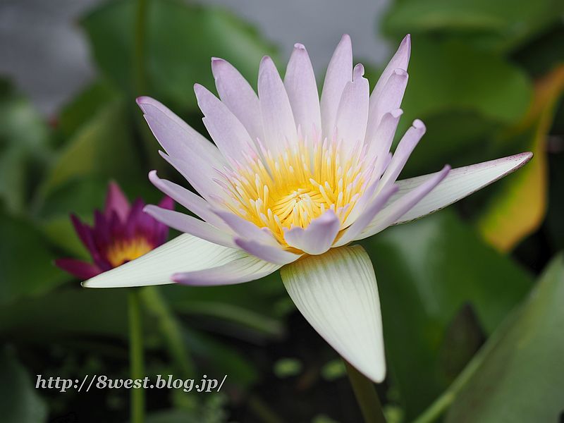 スイレン1