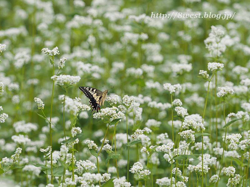 キアゲハ1