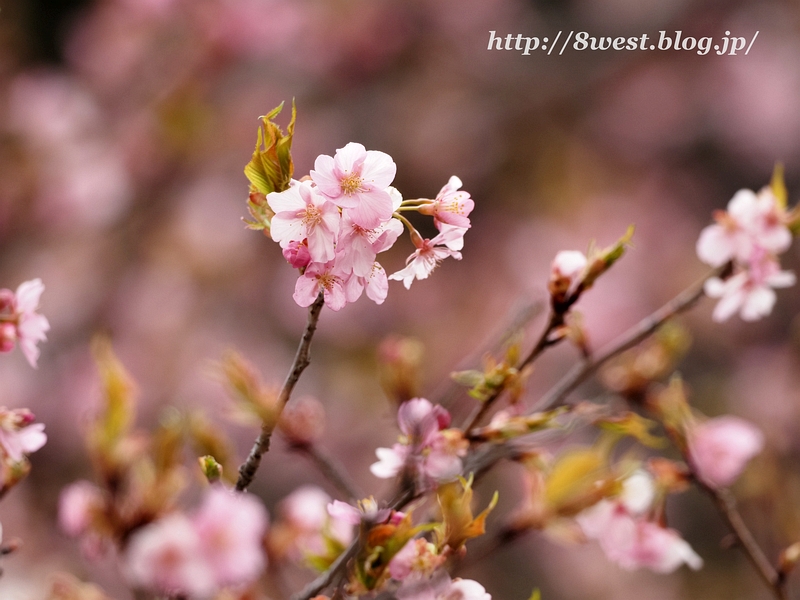 河津桜1