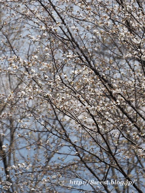 霞桜04