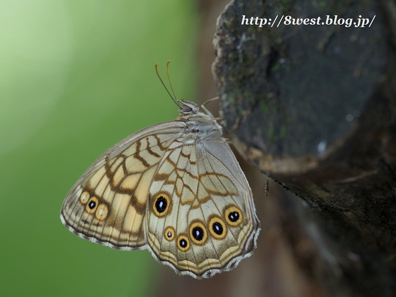 キマダラモドキ10