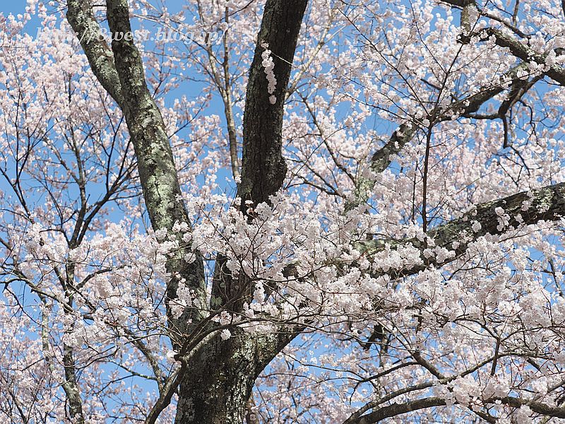 桜06