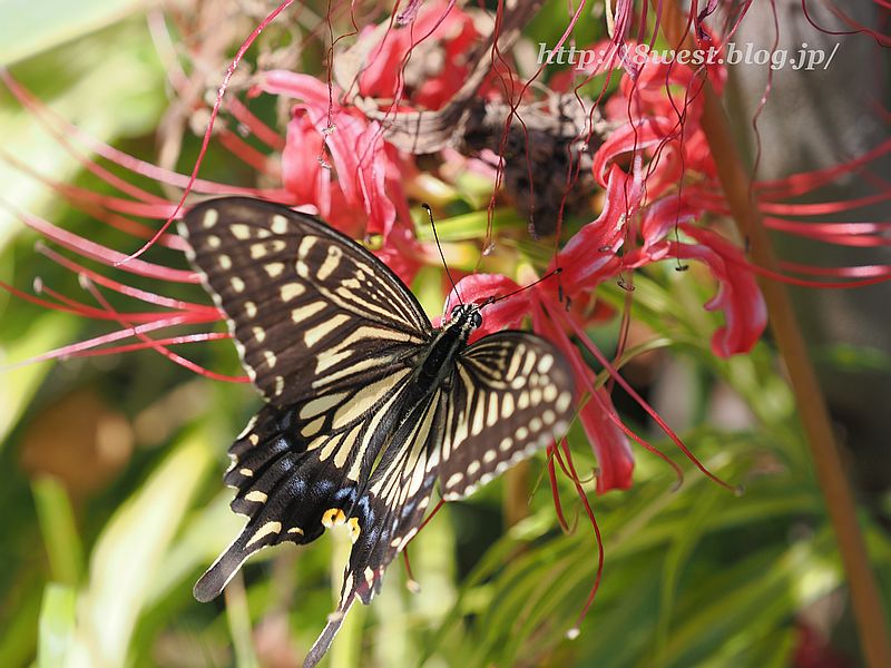 アゲハ6