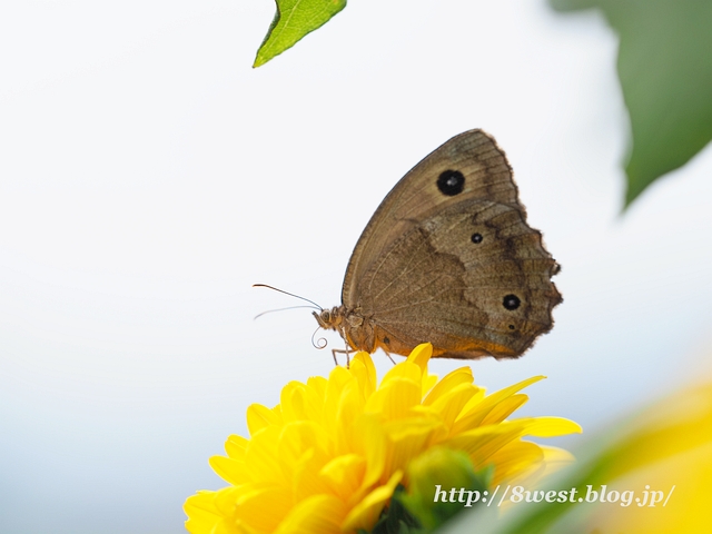 ジャノメチョウ