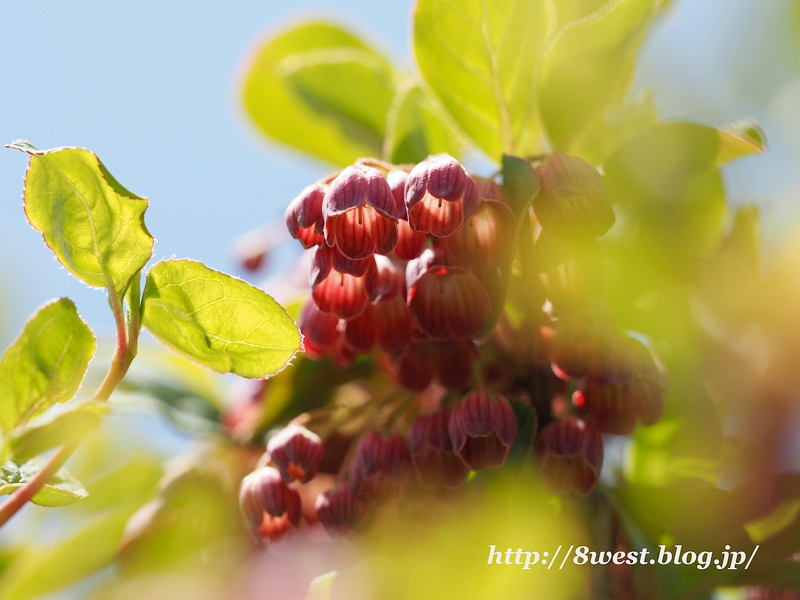 サラサドウダン1