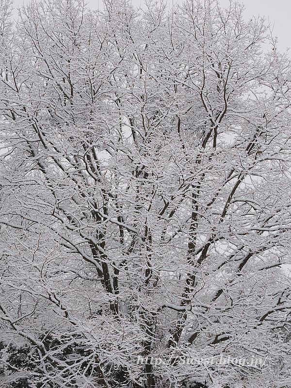 雪1