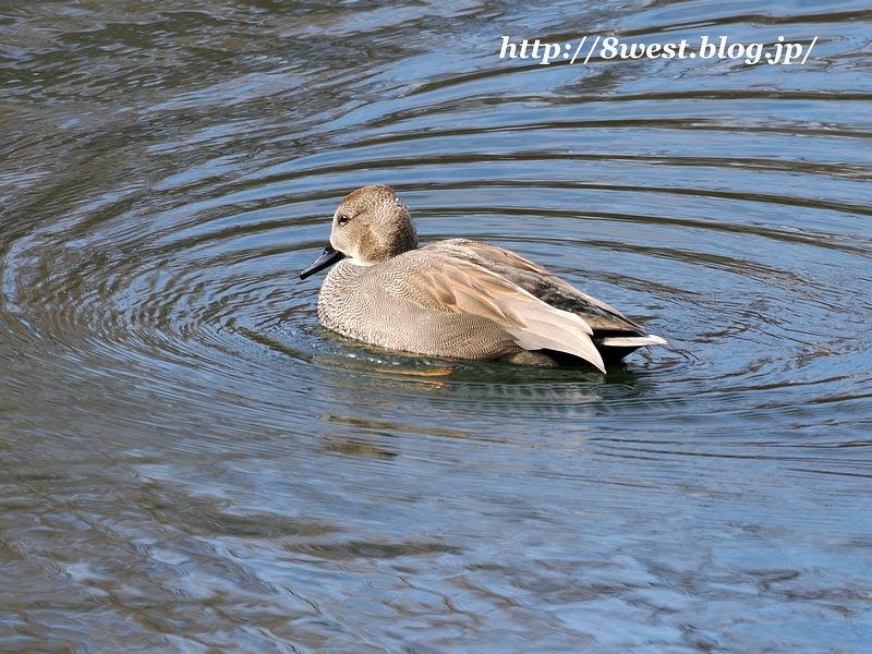 オカヨシガモ14