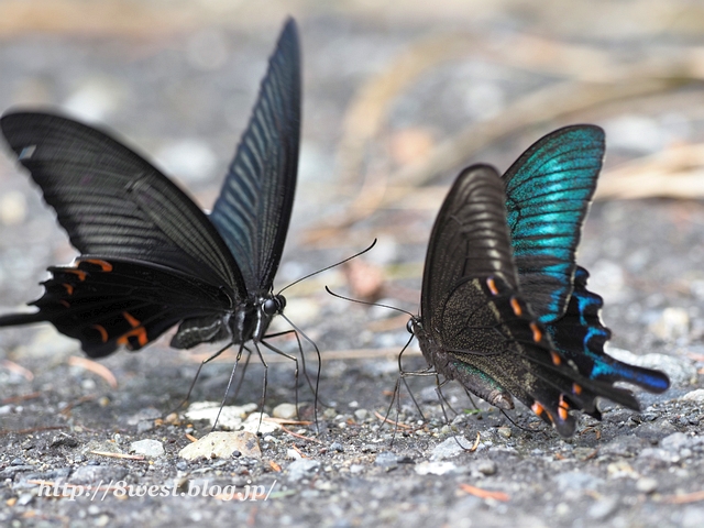 ミヤマカラスアゲハ1
