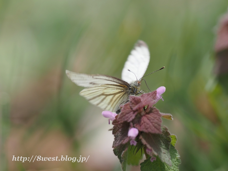 スジグロシロチョウ