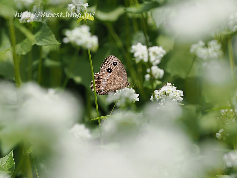 ジャノメチョウ