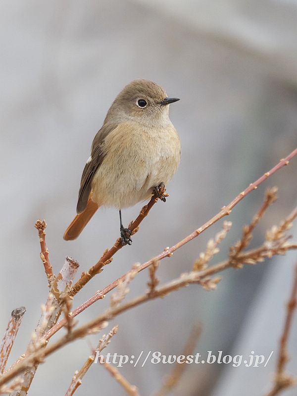 ジョウビタキ12