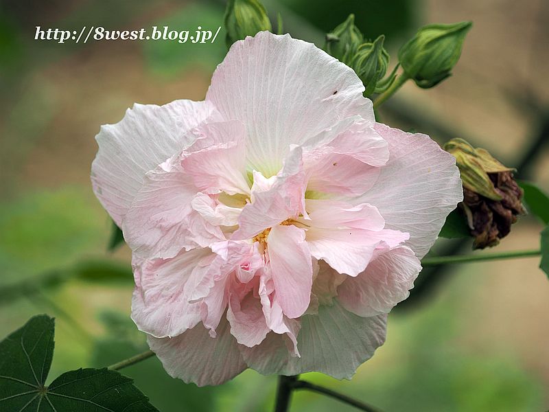 花2