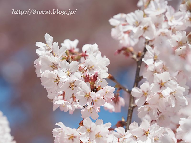 桜49