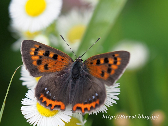 ベニシジミ6