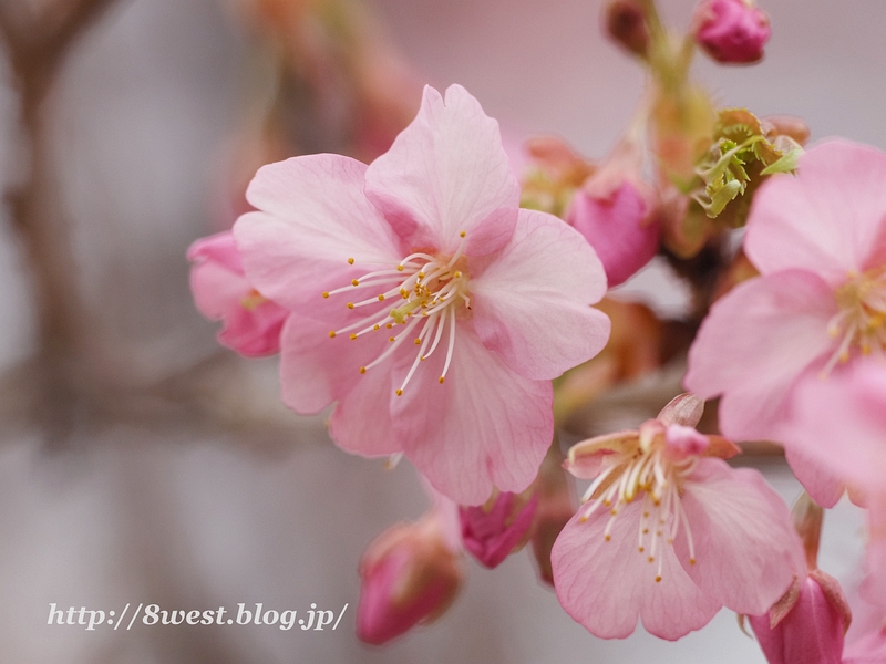 河津桜3