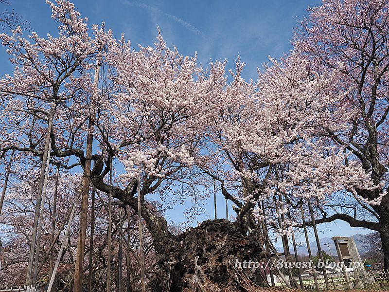 神代桜12