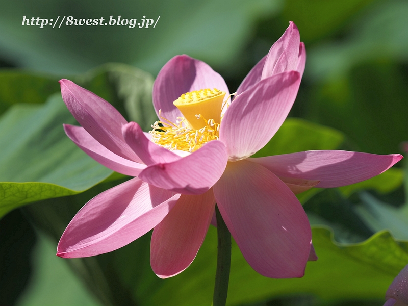蓮19