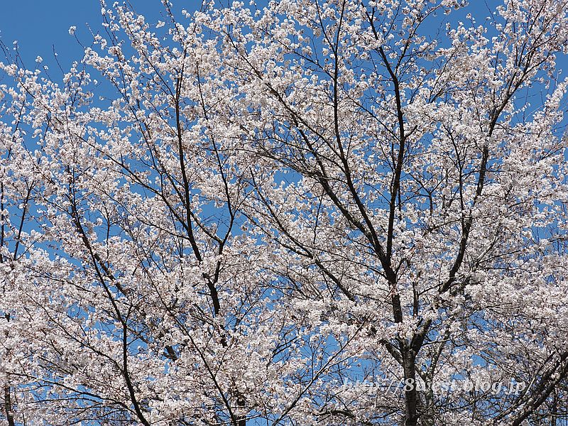 桜6