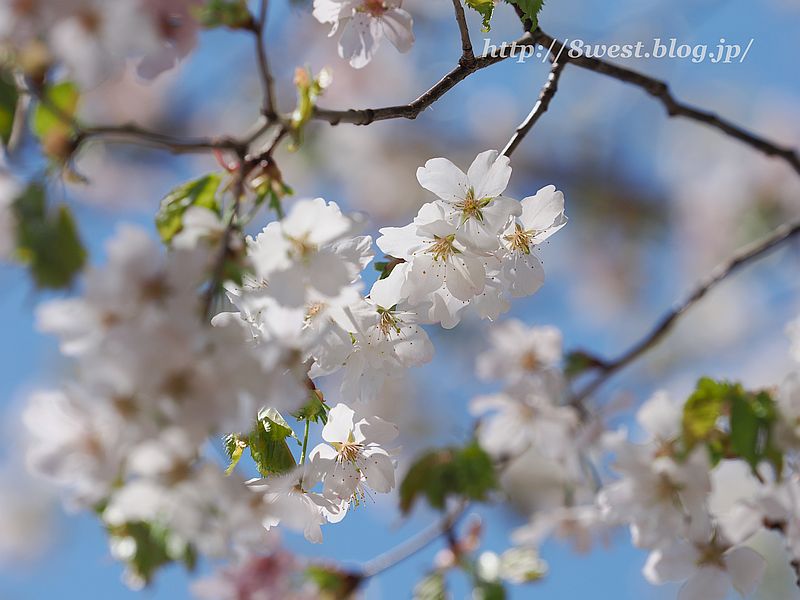 霞桜5