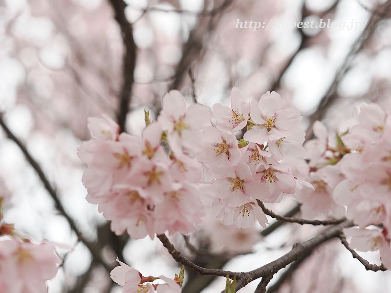 高遠小彼岸桜43