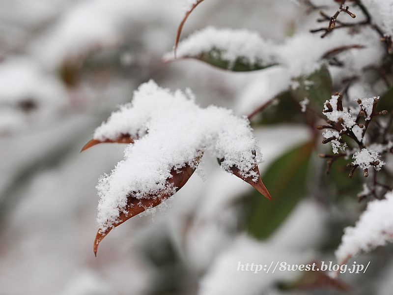 雪2