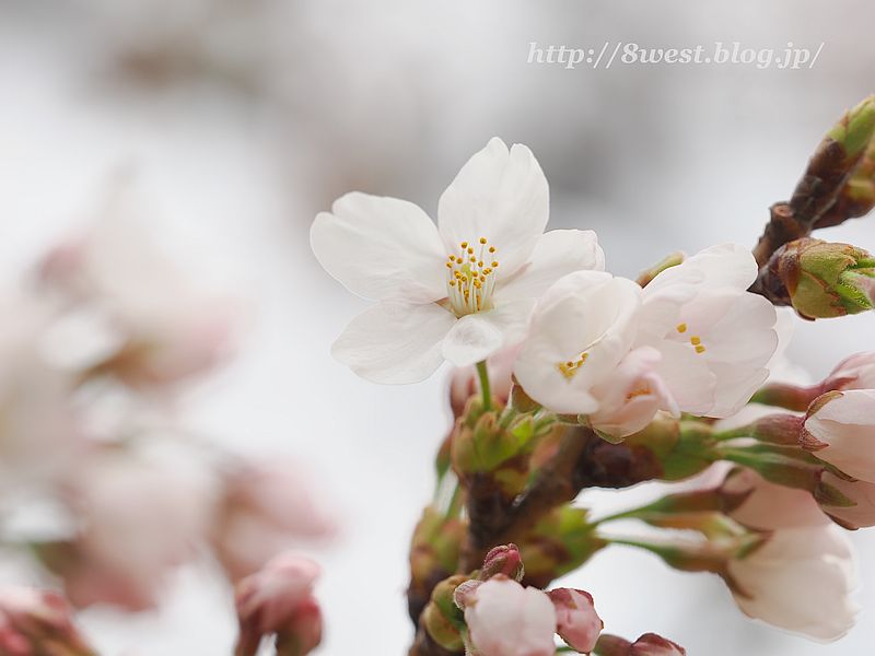 桜12