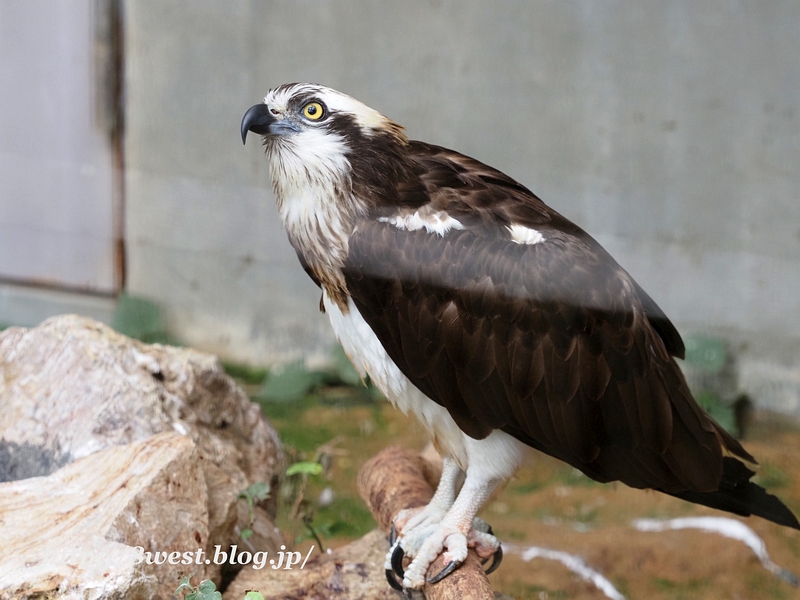 ミサゴ動物園