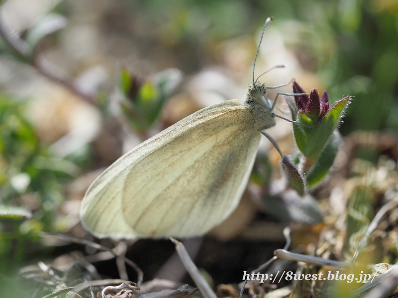 ヒメシロチョウ06