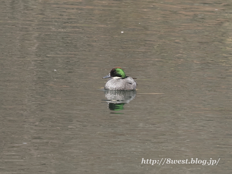 ヨシガモ1