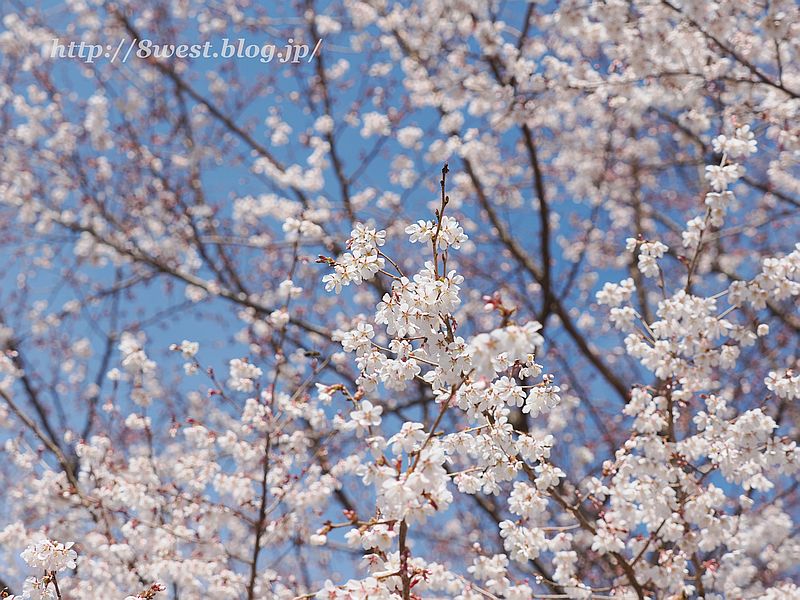 宇宙桜03