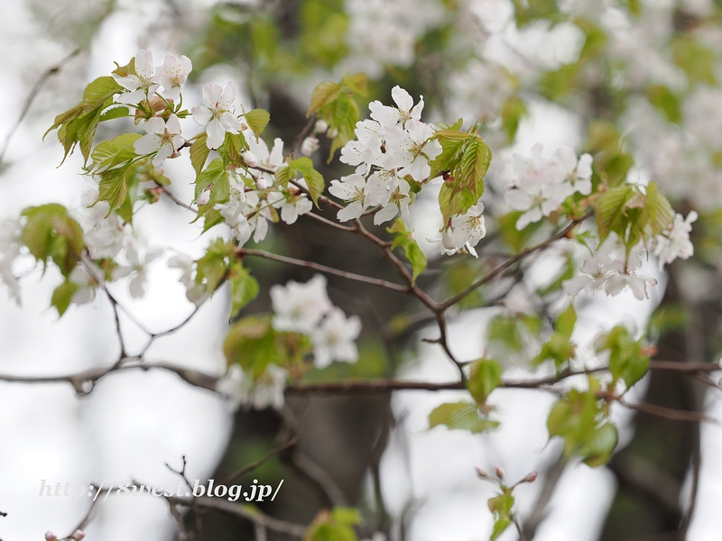 霞桜6