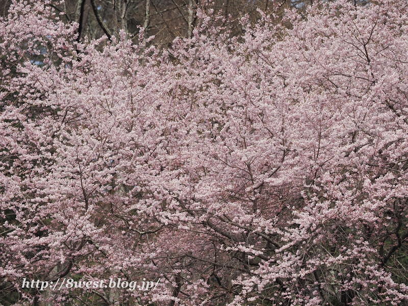 桜02