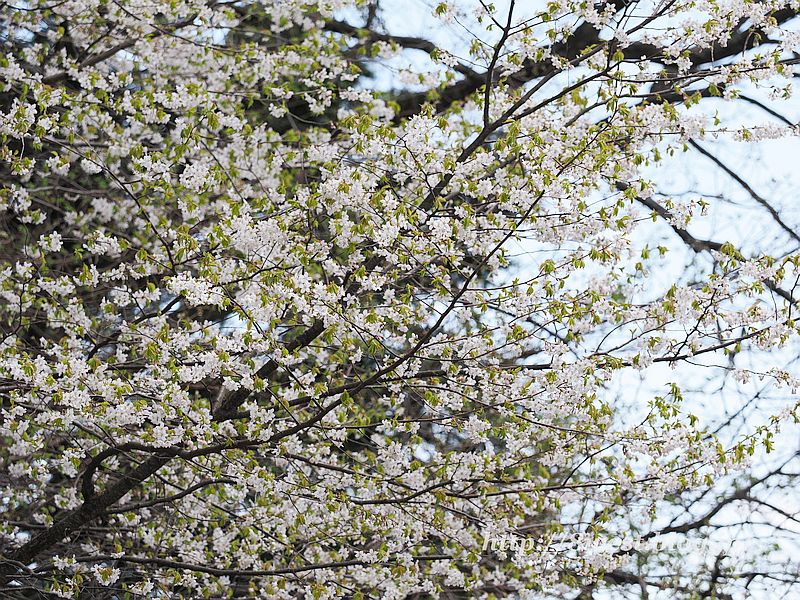 霞桜1