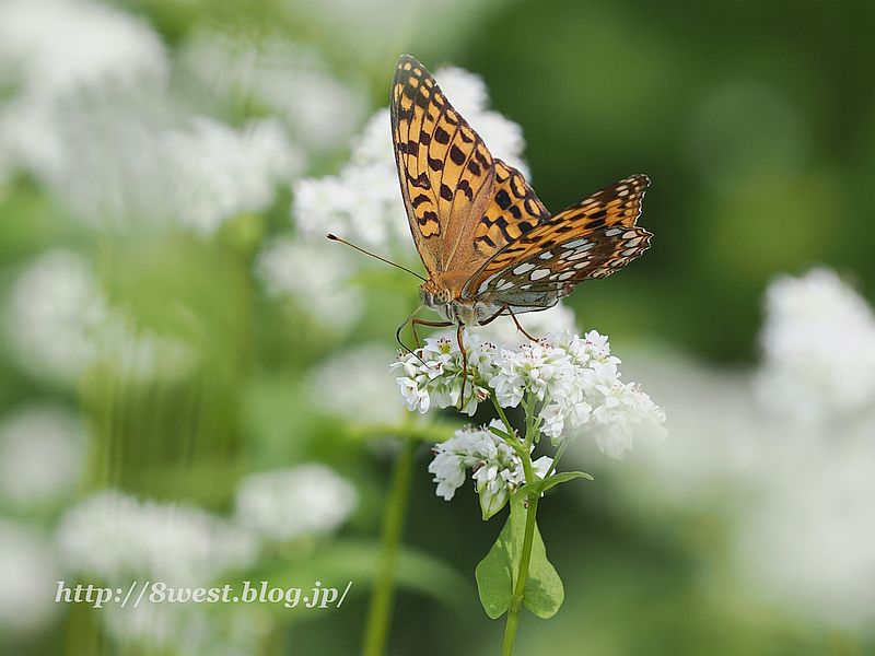 ウラギンヒョウモン2