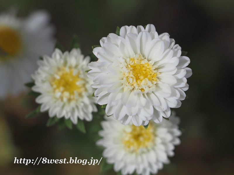 アスター1