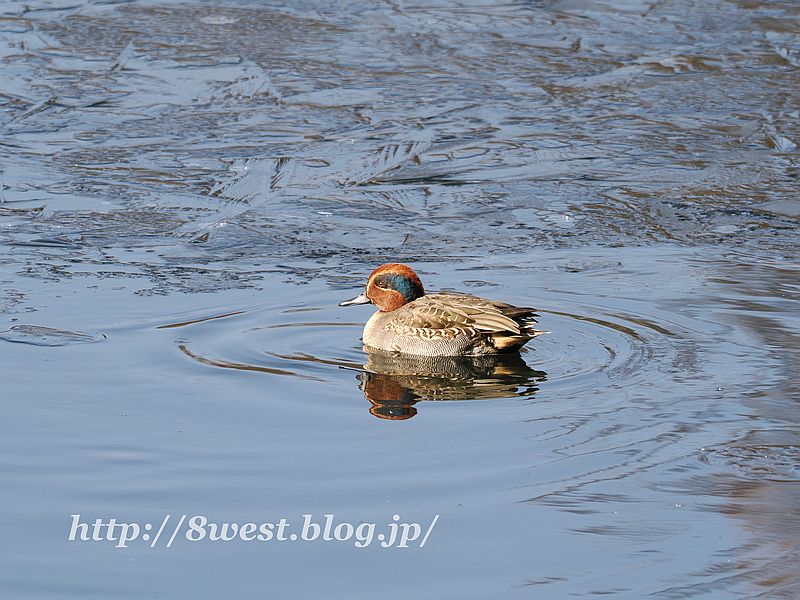 コガモ1