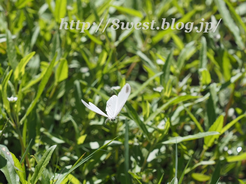 ヒメシロチョウ09