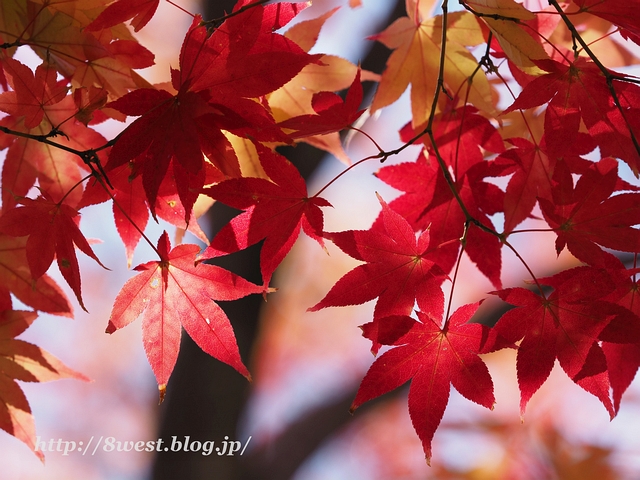 紅葉08