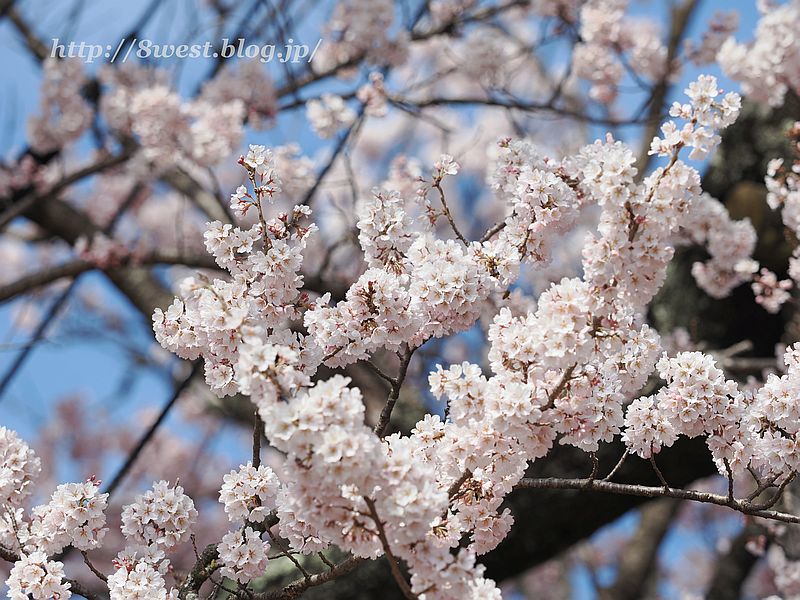 神代桜08