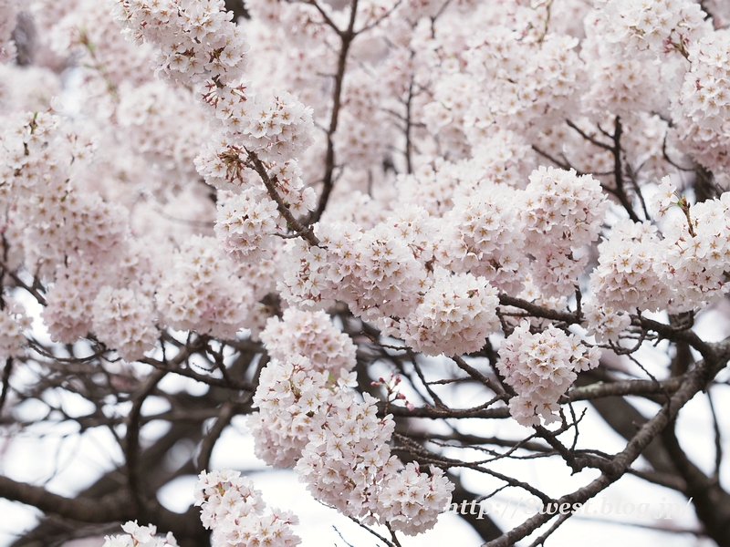 山高神代桜05